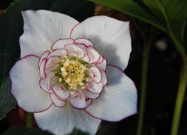 cherry-blossom350 — kopiya